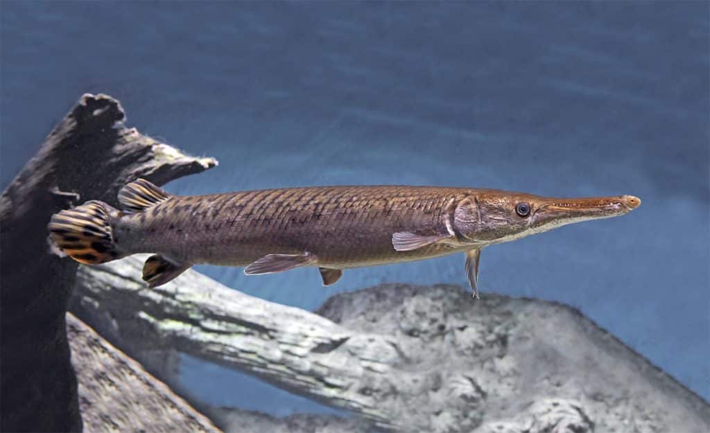 pesce-dal-becco