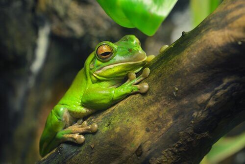 rana-cerulea