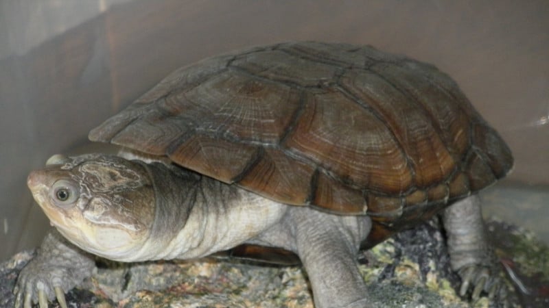 tartaruga-dall-elmetto-africana