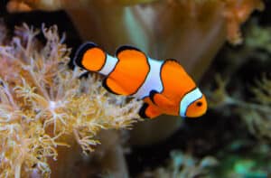 pesce pagliaccio